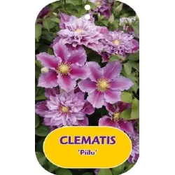 Plačiažiedė raganė - Clematis patens PIILU