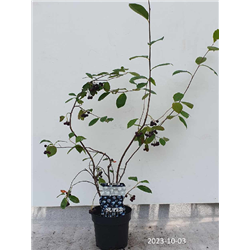Black Chokeberry - Aronia prunifolia VIKING