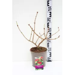 Viburnum opulus COMPACTUM