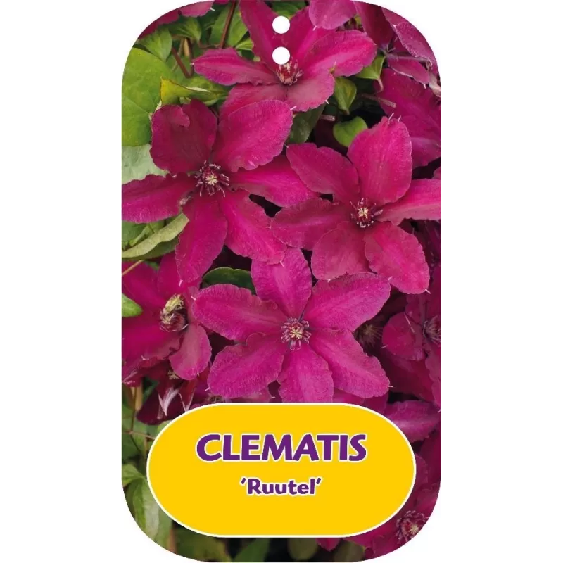 Clematis RUUTEL