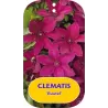 Clematis RUUTEL