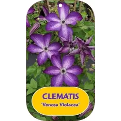 Mėlynžiedė raganė - Clematis viticella VENOSA VIOLACEA