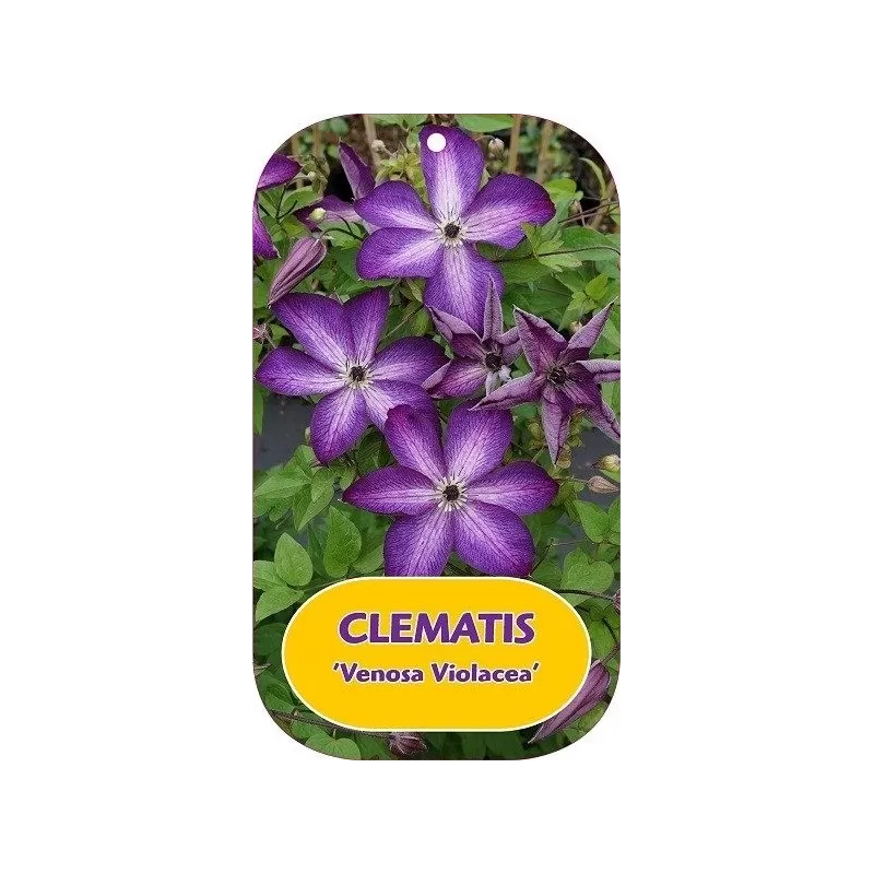 Clematis  VENOSA VIOLACEA