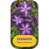 Clematis  VENOSA VIOLACEA