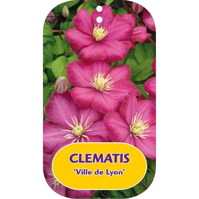 Clematis VILLE DE LYON