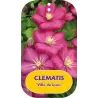 Plačiažiedė raganė - Clematis patens VILLE DE LYON