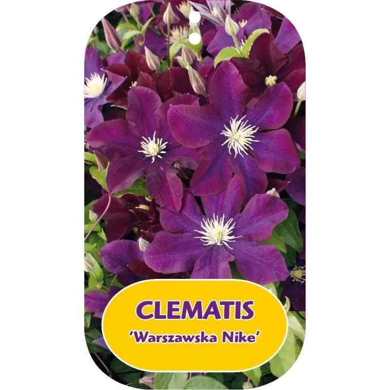 Plačiažiedė raganė - Clematis patens WARSZAWSKA NIKE
