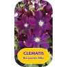 Plačiažiedė raganė - Clematis patens WARSZAWSKA NIKE