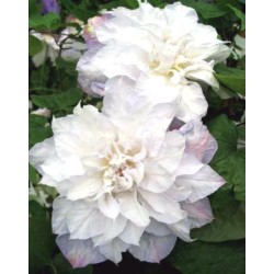 Plačiažiedė raganė - Clematis patens VERONICAS CHOICE