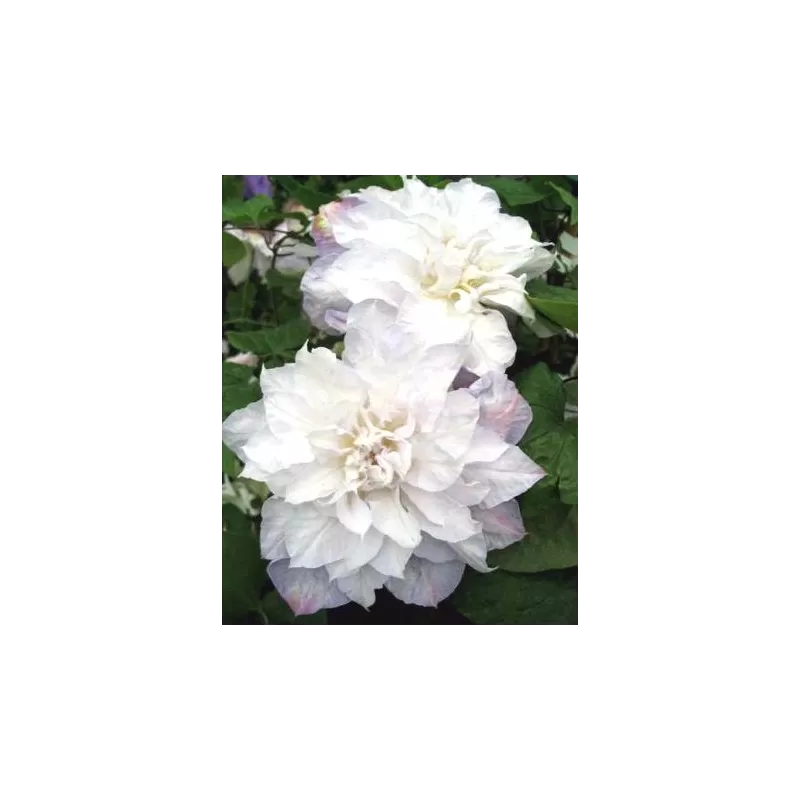 Plačiažiedė raganė - Clematis patens VERONICAS CHOICE