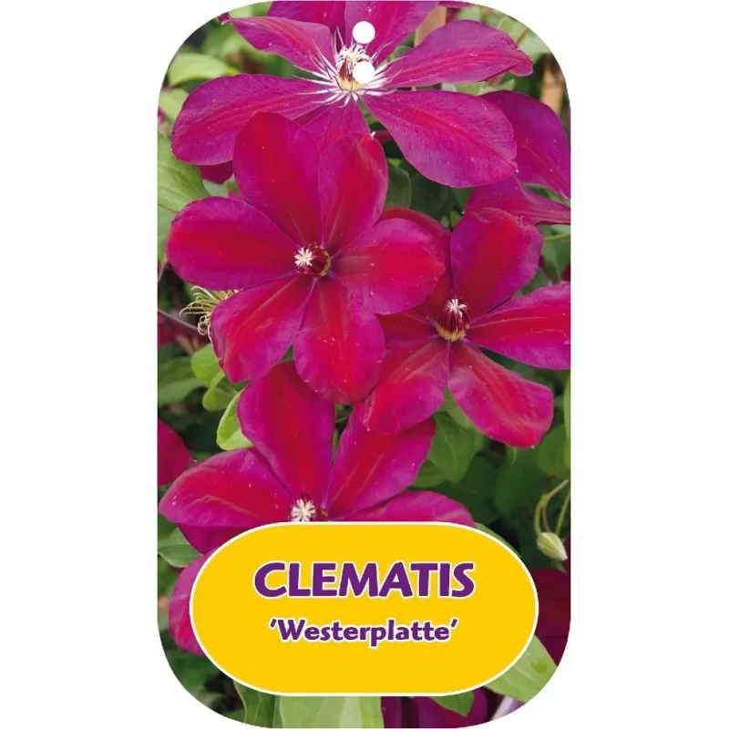 Plačiažiedė raganė - Clematis patens WESTERPLATTE