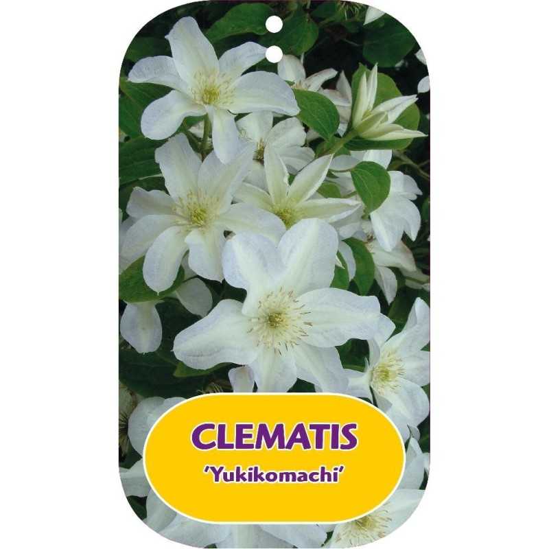 Clematis YUKIKOMACHI