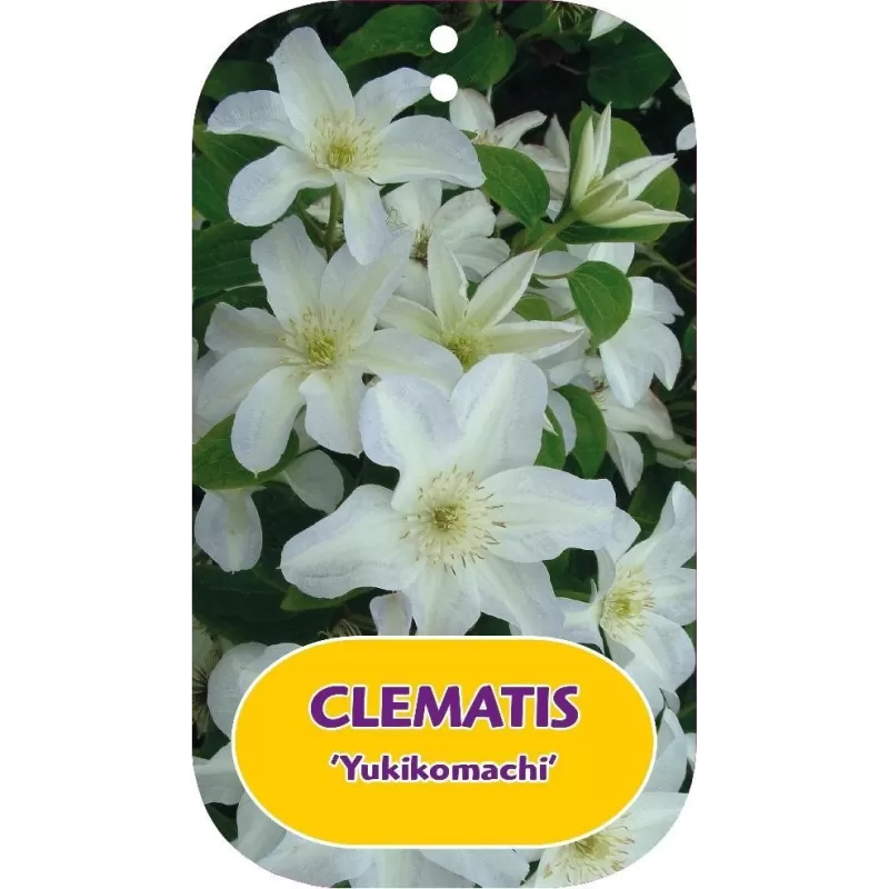 Clematis YUKIKOMACHI