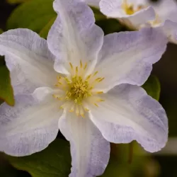 Clematis YUKIKOMACHI