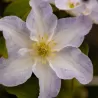 Clematis YUKIKOMACHI