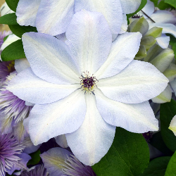 Plačiažiedė raganė - Clematis patens IVAN OLSSON