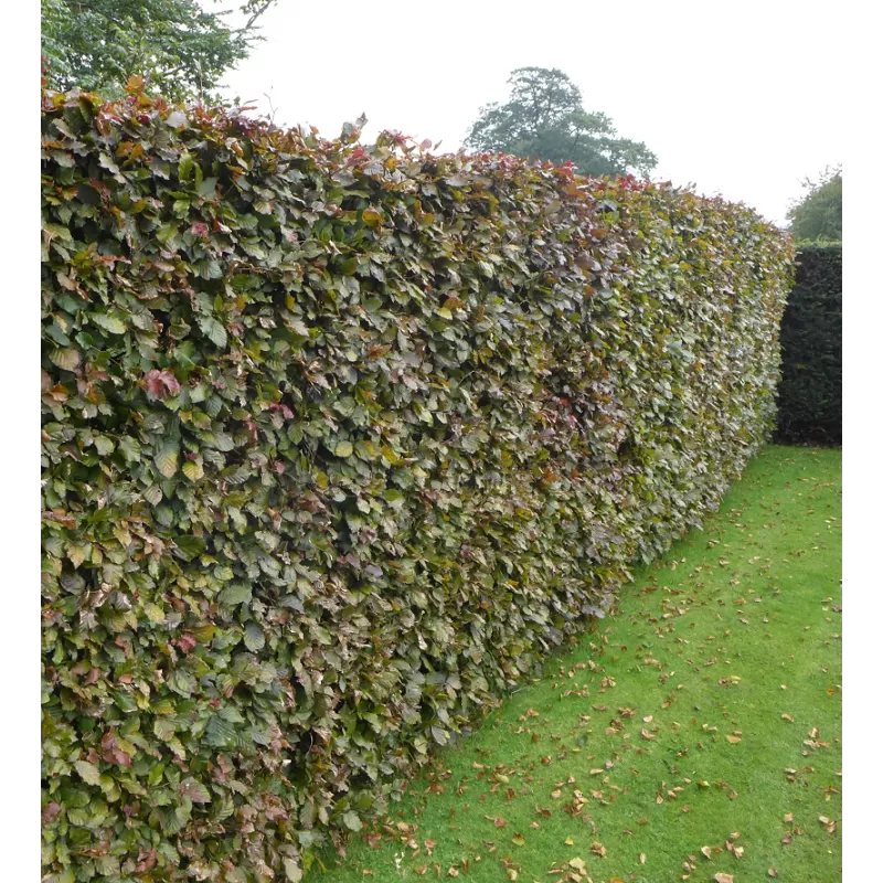 Paprastasis bukas - Fagus sylvatica ATROPUNICEA