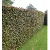 FAGUS SYLVATICA ATROPUNICEA Purpurea