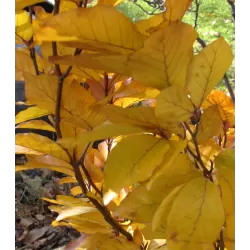 Paprastasis bukas internetu į namus Vitaflora.lt