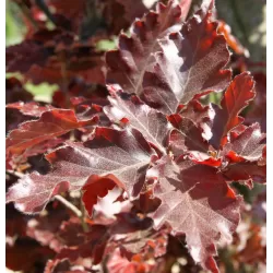 Paprastasis bukas internetu į namus Vitaflora.lt