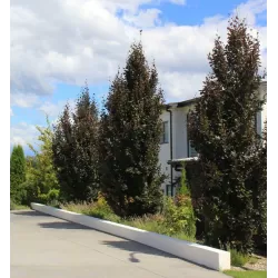 Paprastasis bukas internetu į namus Vitaflora.lt