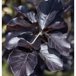 Paprastasis bukas internetu į namus Vitaflora.lt