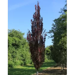 Fagus sylvatica DAWYCK PURPLE