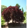 Paprastasis bukas - Fagus sylvatica PURPUREA PENDULA