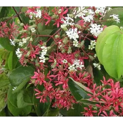 Rudeninė alyva - Heptacodium miconioides