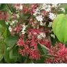 Heptacodium miconioides