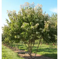 Rudeninė alyva - Heptacodium miconioides