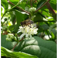 Rudeninė alyva - Heptacodium miconioides