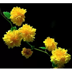 Kerria japonica PLENIFLORA