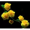 Japoninė kerija - Kerria japonica PLENIFLORA