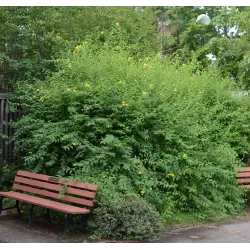 Japoninė kerija - Kerria japonica PLENIFLORA