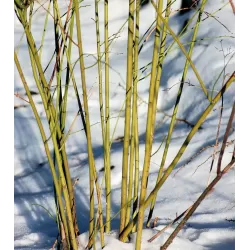 Japoninė kerija - Kerria japonica PLENIFLORA