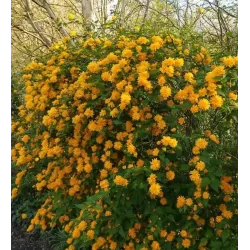 Japoninė kerija - Kerria japonica PLENIFLORA