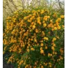 Kerria japonica PLENIFLORA