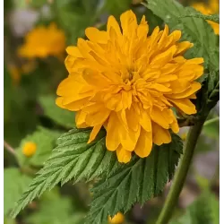 Kerria japonica PLENIFLORA