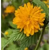 Japoninė kerija - Kerria japonica PLENIFLORA