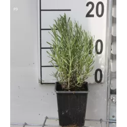 Nuostabioji levanda - Lavandula stoechas BLUE STAR