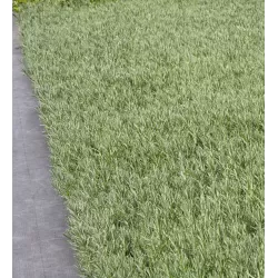 Nuostabioji levanda - Lavandula stoechas BLUE STAR