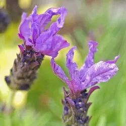 Nuostabioji levanda - Lavandula stoechas BLUE STAR