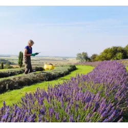 Nuostabioji levanda - Lavandula stoechas BLUE STAR