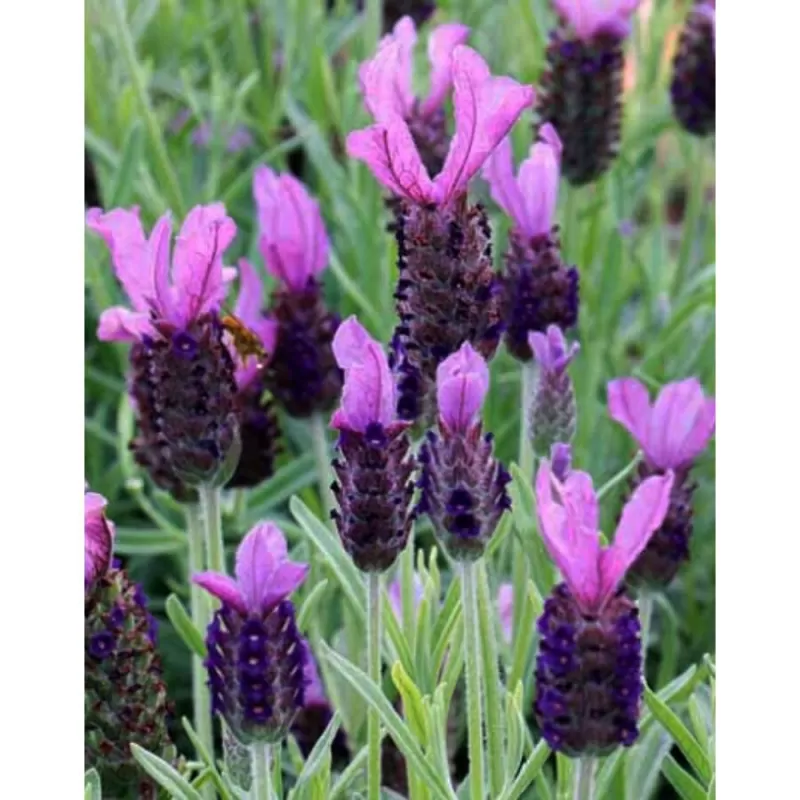 Nuostabioji levanda - Lavandula stoechas BLUE STAR