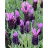 Nuostabioji levanda - Lavandula stoechas BLUE STAR