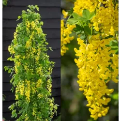 Alpinis pupmedis - Laburnum anagyroides YELLOW ROCKET