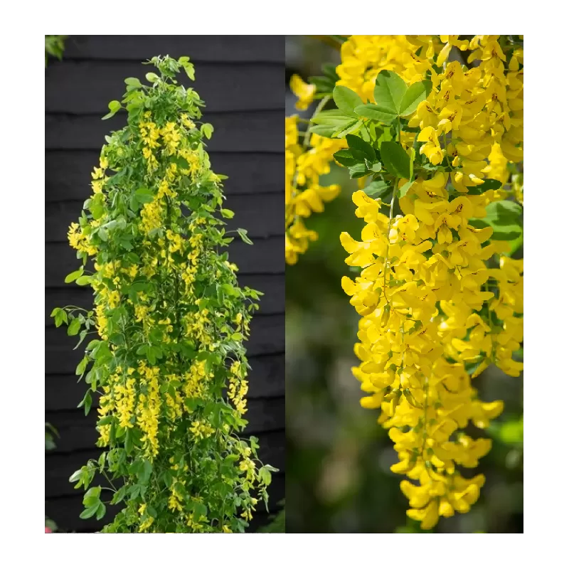Alpinis pupmedis - Laburnum anagyroides YELLOW ROCKET