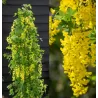 Alpinis pupmedis - Laburnum anagyroides YELLOW ROCKET