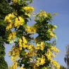 Alpinis pupmedis - Laburnum anagyroides YELLOW ROCKET
